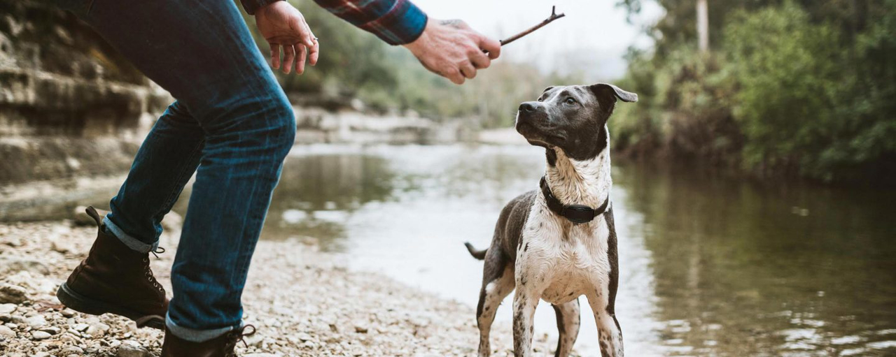 Giv din hund og dig selv frihed og tryghed