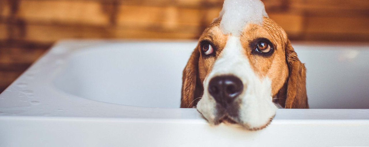 Ikke alle steder er egnede til hunde